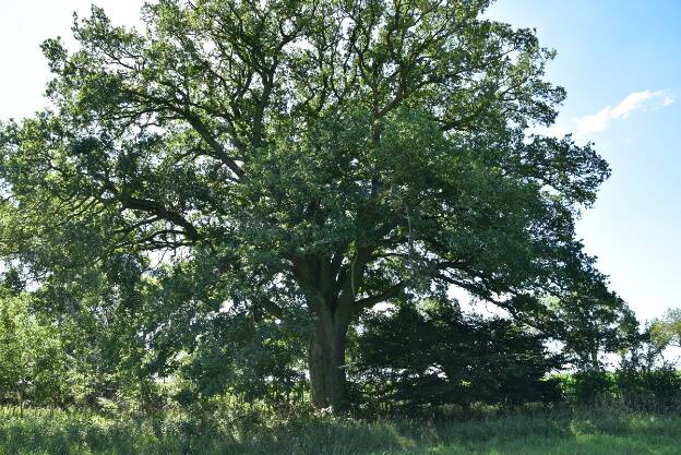 Eichen am Rand der Wiese östlich Camin (Quercus robur), Umfang 5,55 m  