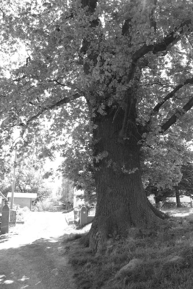 Fröhlich - Wege zu alten Bäumen - Sachsen - Nr 123 - † Eiche in Reichenbach