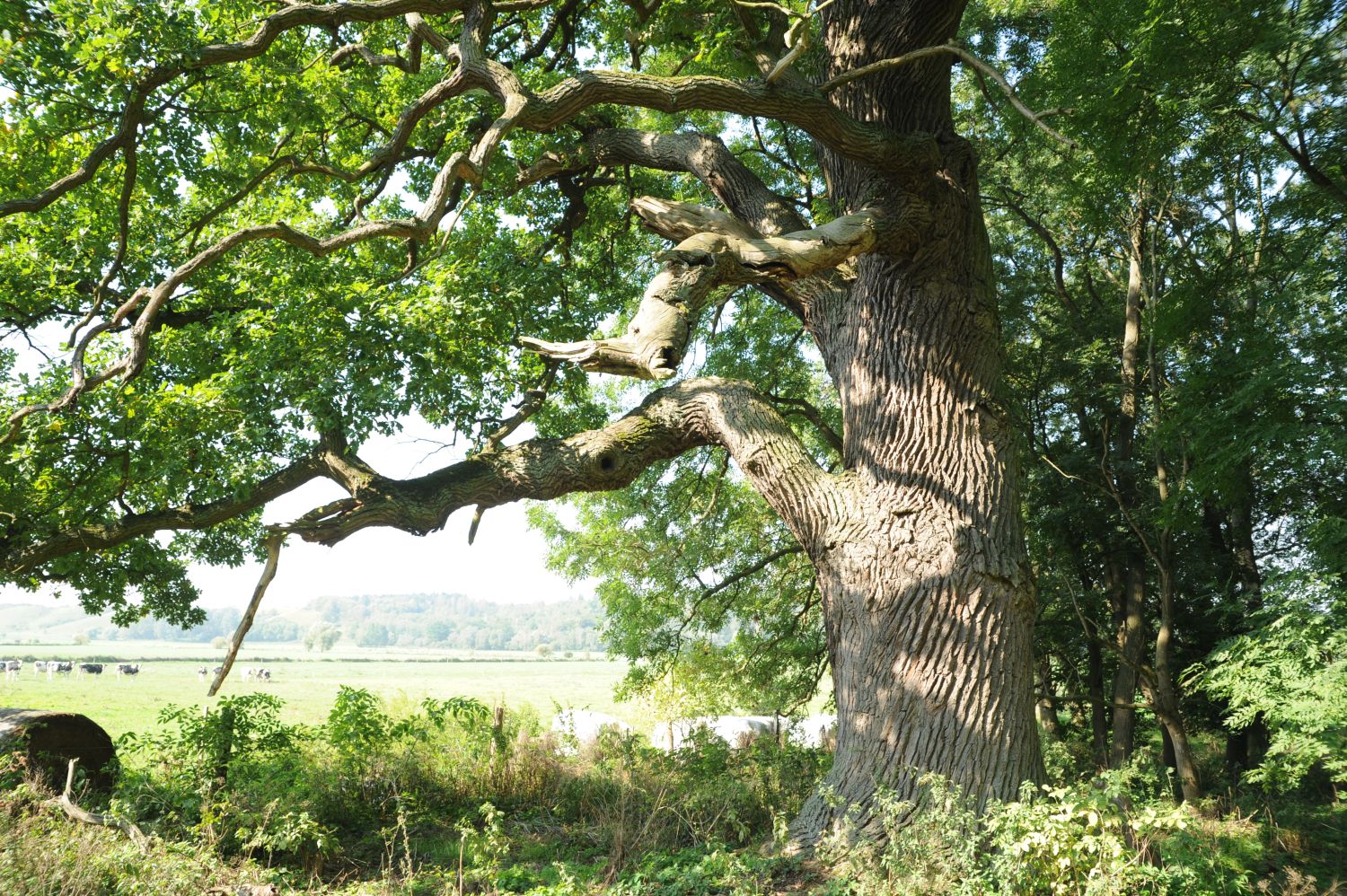 Huteeiche bei Radewitz (Quercus robur), Umfang 5,72 m