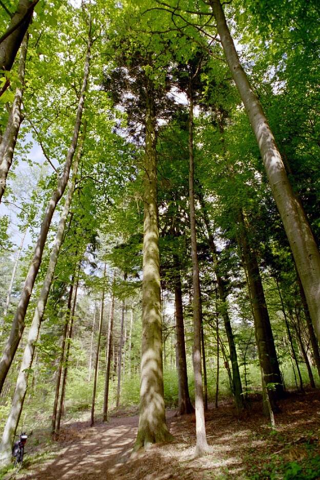 Fröhlich - Wege zu alten Bäumen - Mecklenburg-Vorpommern - Nr 104 - Küstentanne am Lehrpfad 