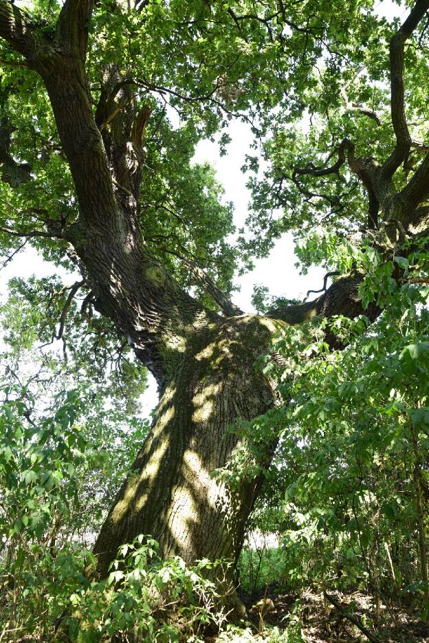 Zwei Eichen am Vorwerk bei Zichtau, Umfang 5,40 m