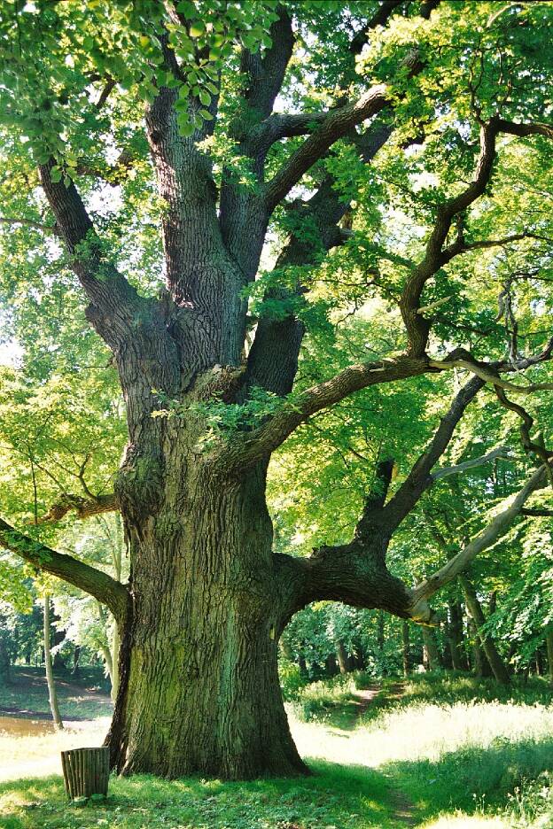 Fröhlich - Wege zu alten Bäumen - Mecklenburg-Vorpommern - Nr 92 - Eiche in Pinnow