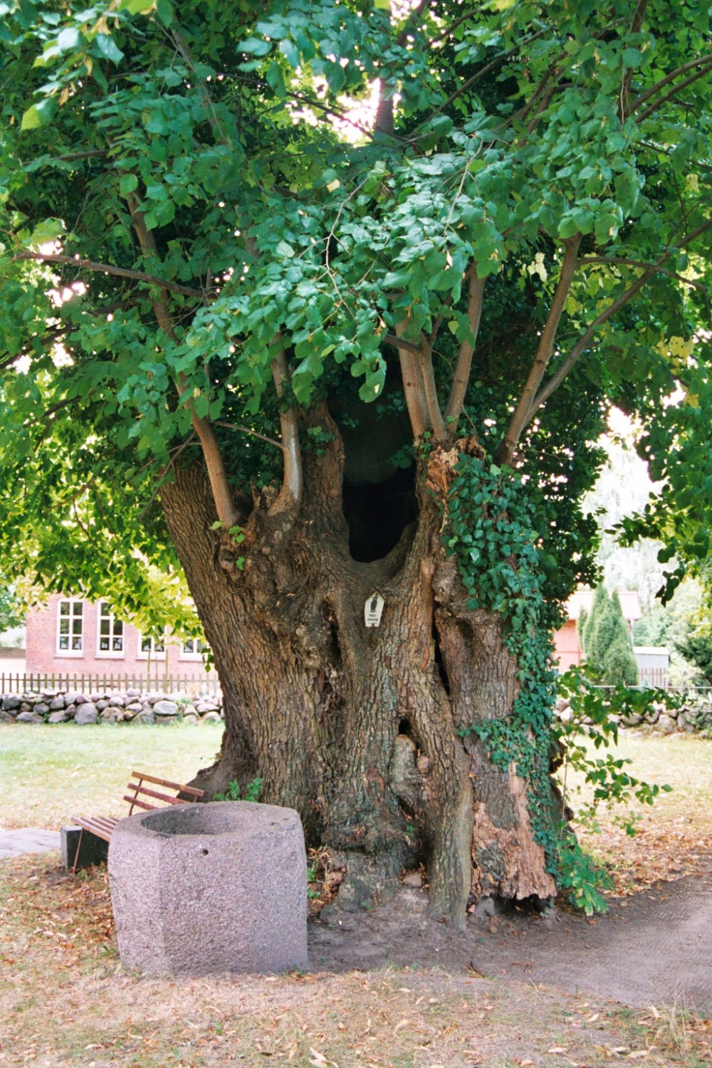 Fröhlich - Wege zu alten Bäumen - Mecklenburg-Vorpommern - Nr 144 - Friedhofslinde in Witzin