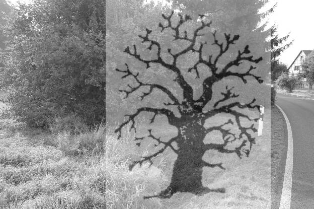 Fröhlich - Wege zu alten Bäumen - Sachsen - Nr 85 - † Pappel in Döbritzschen