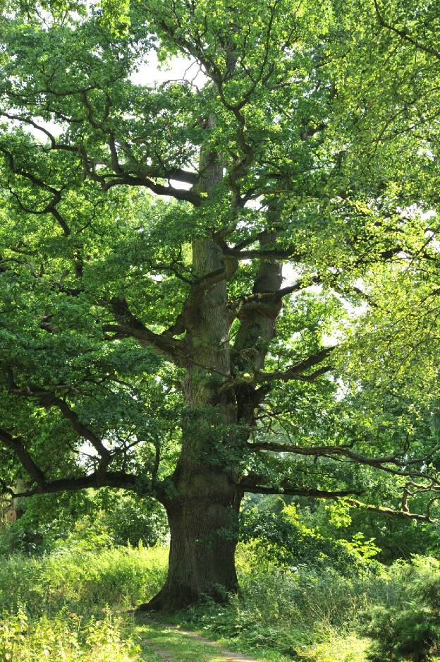 Eiche Schlosspark Blücherhof, Umfang 6,13 m