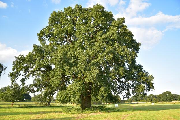 Erste Feldeiche bei Lehsen (Quercus robur), Umfang 6,96 m 