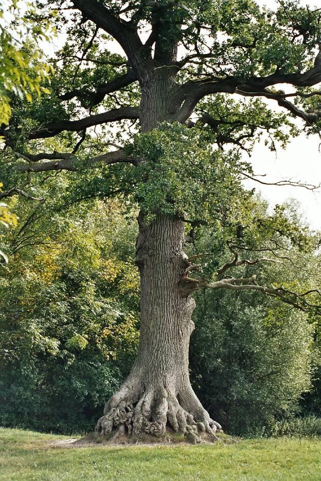 Wurzeleiche bei Grundshagen (Quercus robur), Umfang 6,52 m