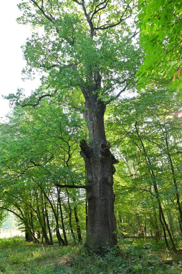Missionseiche im Schlosspark Neugattersleben, Umfang 6,00 m