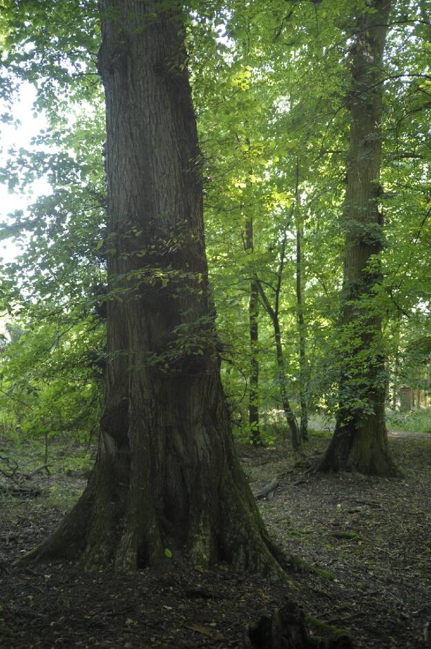 Fröhlich - Wege zu alten Bäumen - Sachsen-Anhalt - Nr 12 -  Flatterulme am Forsthaus Warthe