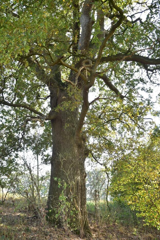 Eiche Nr 2 nordwestlich Alt Krassow (Quercus robur), Umfang 5,68 m 
