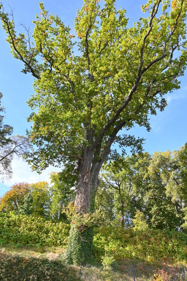 Eiche 1 im Garten der Villa Jacobs in Potsdam, Umfang 5,95 m