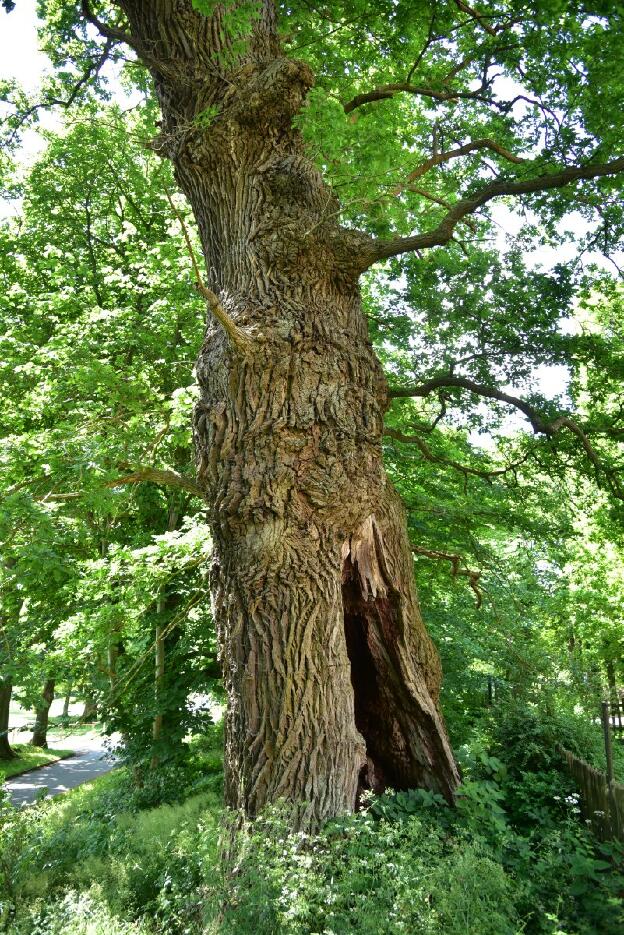 Hohle Eiche am Kirchhof in Kölzow (Quercus robur), Umfang 7,72 m 