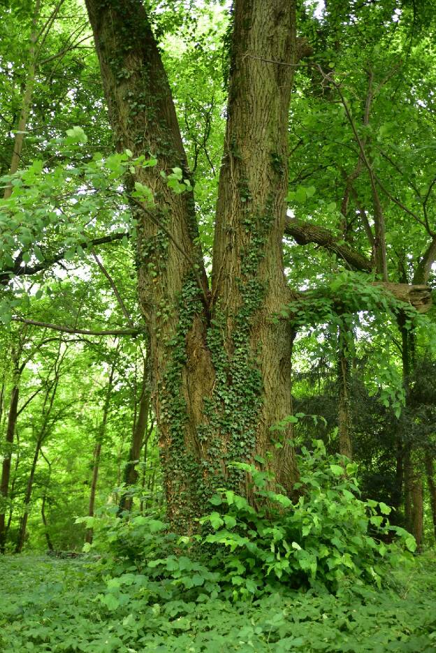 Fröhlich - Wege zu alten Bäumen - Mecklenburg-Vorpommern - Nr 195 - Schloßparklinde in Groß Plasten