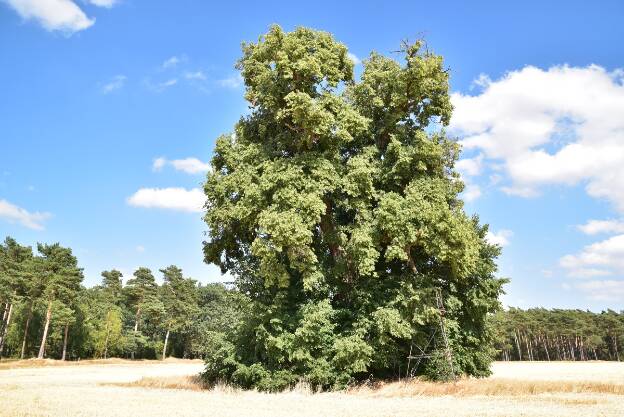 Fröhlich - Wege zu alten Bäumen - Sachsen-Anhalt - Nr 40 -  Linde bei Ramstedt