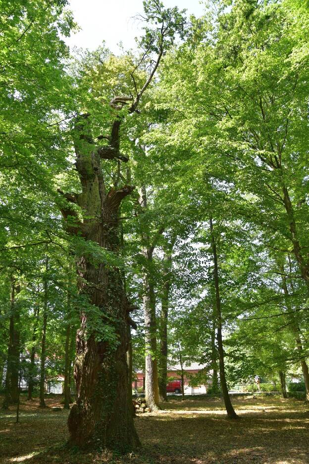 Fröhlich - Wege zu alten Bäumen - Brandenburg - Nr 202 - Eiche im Park Dahlen