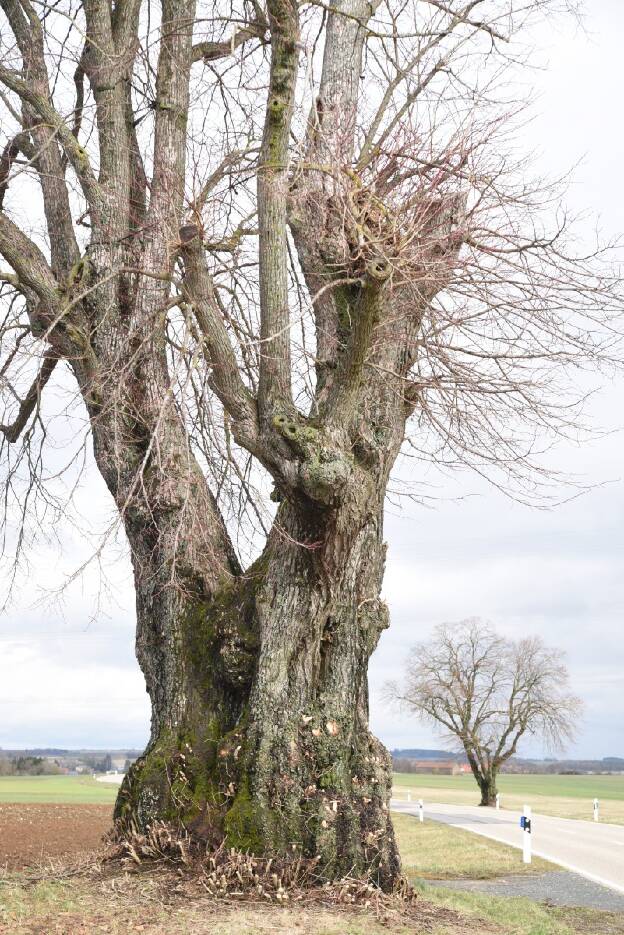Linde an der Straße bei Burgsalach (Tilia platyphyllos), Umfang 7,12 m 