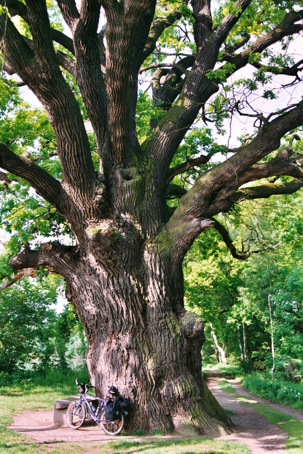 Fröhlich - Wege zu alten Bäumen - Sachsen - Nr 142 - Alteiche am Weiher von Niedergurig