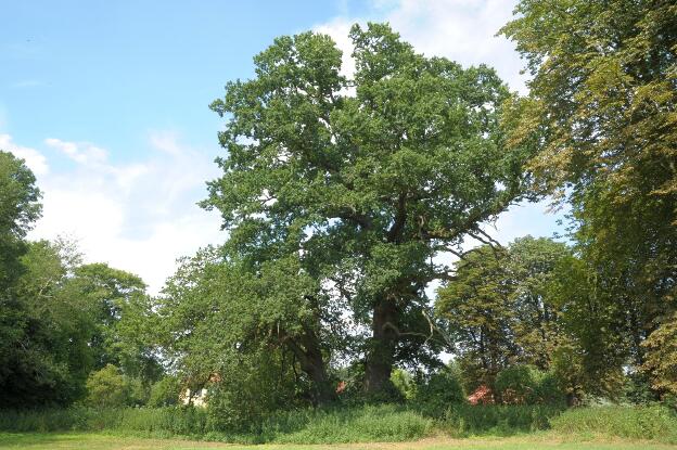 Fröhlich - Wege zu alten Bäumen - Mecklenburg-Vorpommern - Nr 64 - Zwei Eichen an der Schmiede von Rothenmoor
