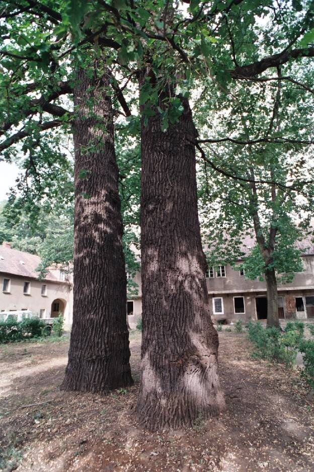Fröhlich - Wege zu alten Bäumen - Sachsen - Nr 110 - Eichengruppe in Bärwalde