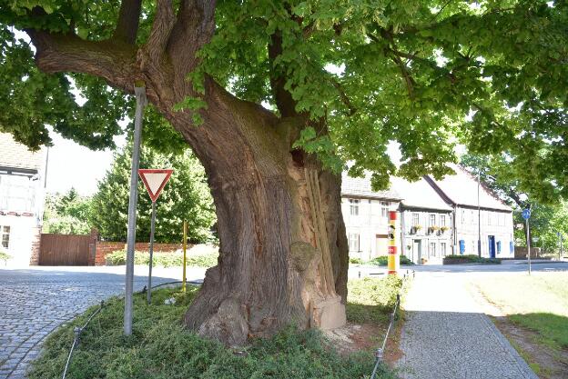 Fröhlich - Wege zu alten Bäumen - Brandenburg - Nr 204 - Lutherlinde in Treuenbrietzen