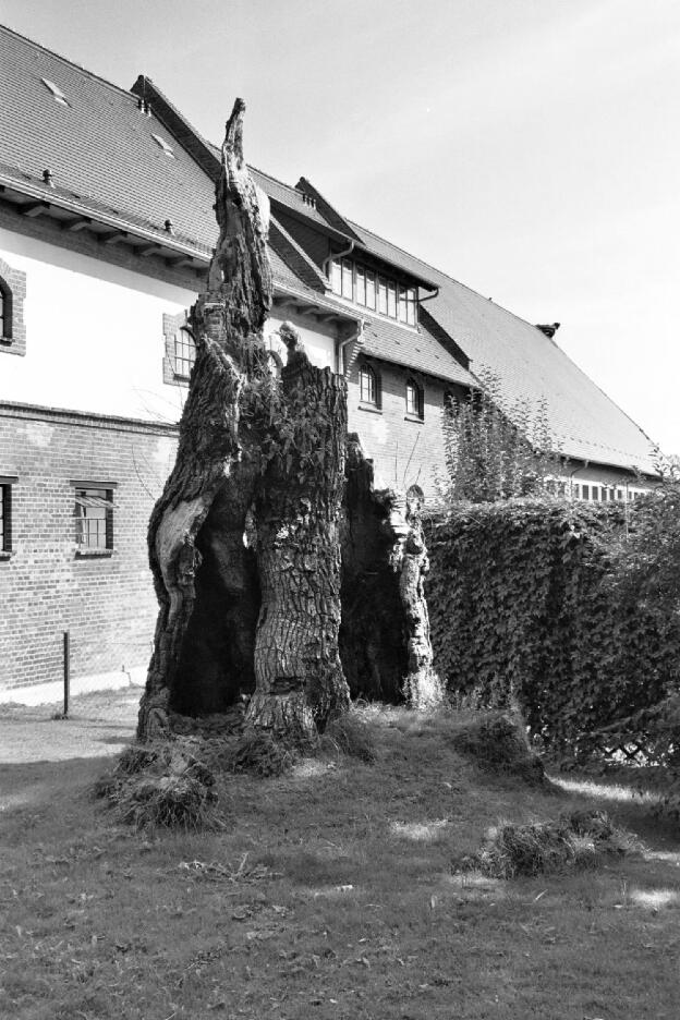 Fröhlich - Wege zu alten Bäumen - Mecklenburg-Vorpommern - Nr 42 - † Eiche in Steinhagen