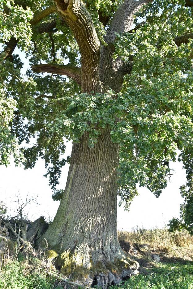 Eiche am Krummen See bei Niegleve (Quercus robur), Umfang 5,89 m 