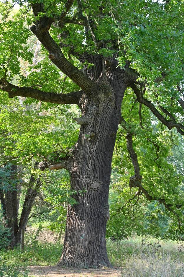 Parkeiche im Schlosspark Neugattersleben, Umfang 5,11 m