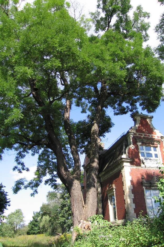 Fröhlich - Wege zu alten Bäumen - Sachsen - Nr 47 - Japanischer Schnurbaum in Wurzen