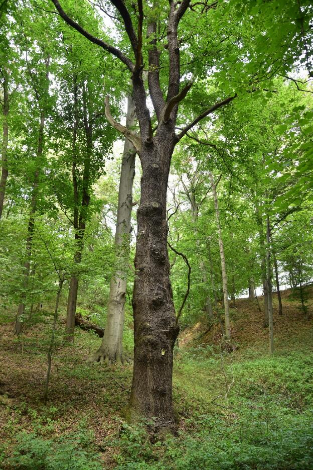 Fröhlich - Wege zu alten Bäumen - Sachsen - Nr 86 - Eiche vom Brummochsenloch bei Diesbar-Seußlitz