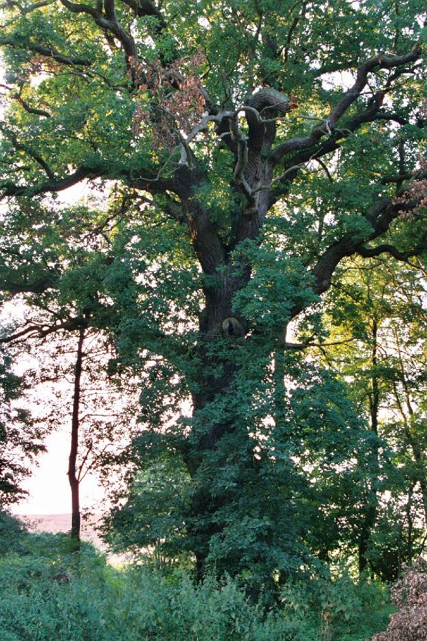 Fröhlich - Wege zu alten Bäumen - Mecklenburg-Vorpommern - Nr 74 - Eiche bei Trissow