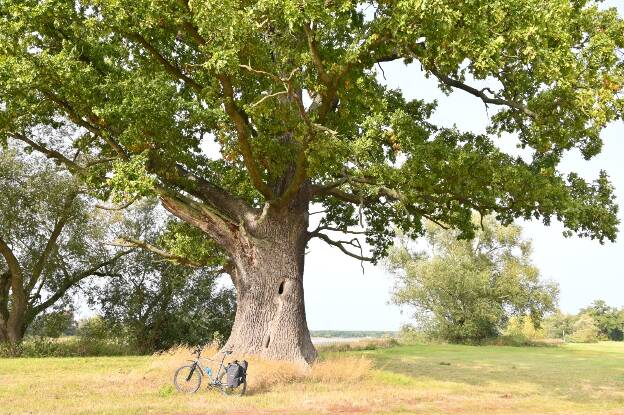 Hohle Eiche an der Elbe östlich Jagdhaus Rosenwiesche bei Wörlitz, Umfang 7,32 m