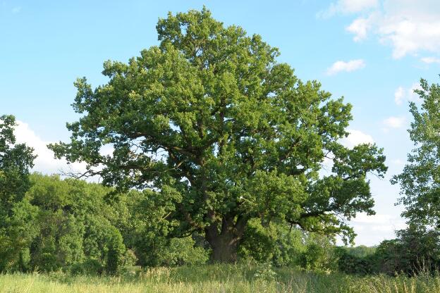 Eiche am Luch bei Jühnsdorf (Quercus robur), Umfang 5,21 m