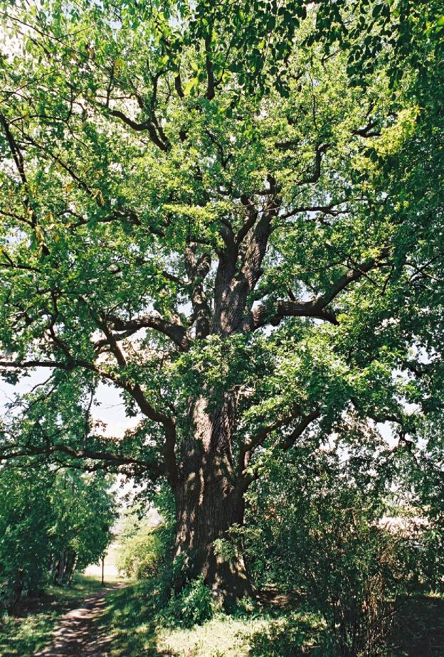 Fröhlich - Wege zu alten Bäumen - Mecklenburg-Vorpommern - Nr 228 - Eiche am Sportplatz in Brunn