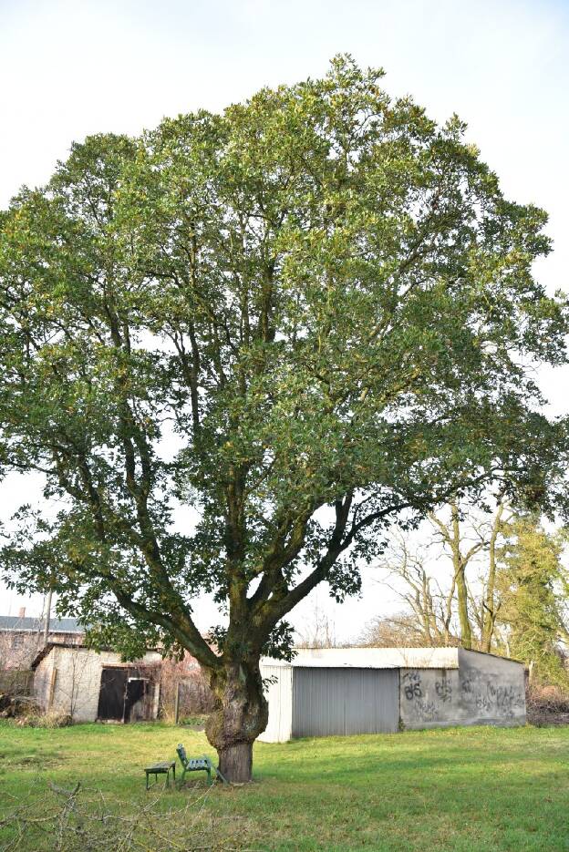 Wintergrüne Eiche im Gutspark Heinersdorf (Quercus × turneri  'Pseudoturneri'), Umfang 3,24 m 