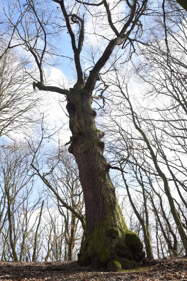 Spandau - Traubeneiche auf dem Pichelswerder (Quercus petraea), Umfang 5,02 m 