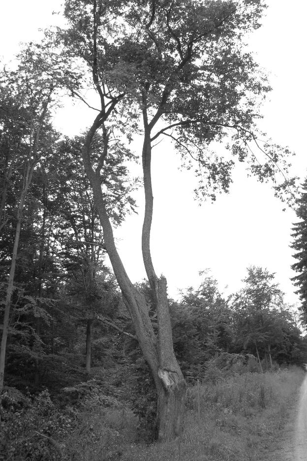 Fröhlich - Wege zu alten Bäumen - Thüringen - Nr 56 - † Elsbeere im Kyffhäuser Wald