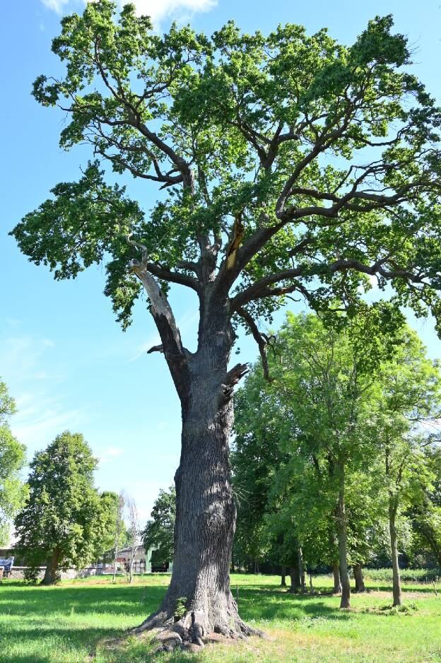 Eiche 1 im Park von Sellendorf, Umfang 5,98 m