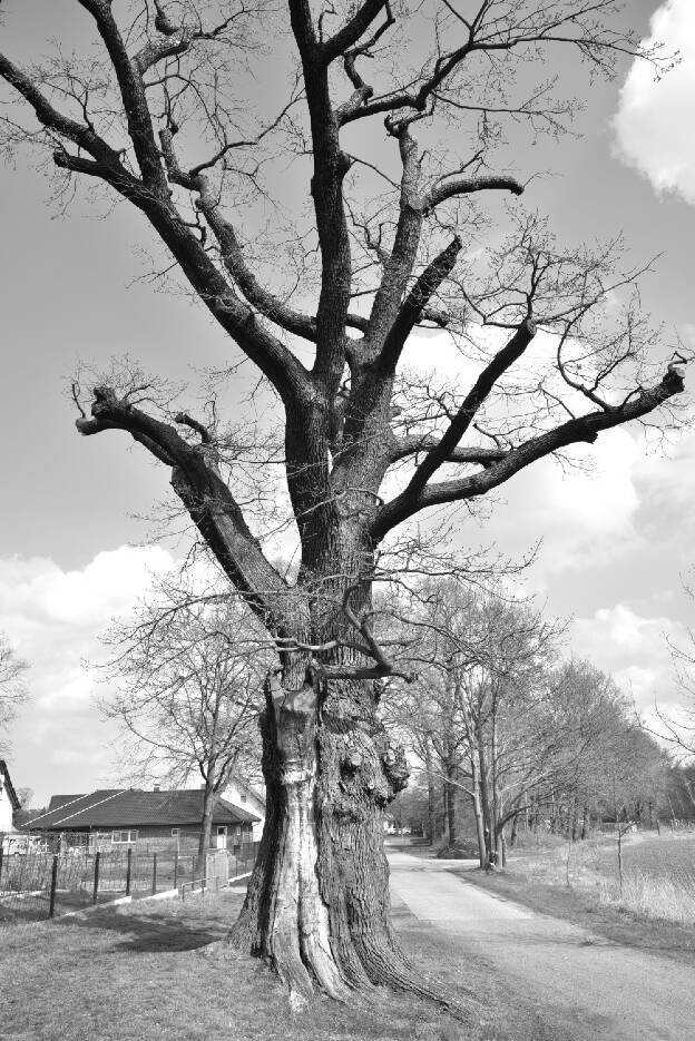 † Eiche am Friedhof in Kasel-Golzig, Umfang 5,38 m