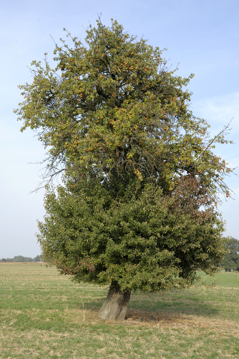 Fröhlich - Wege zu alten Bäumen - Sachsen - Nr 85a - Wildbirne bei Döbritzschen