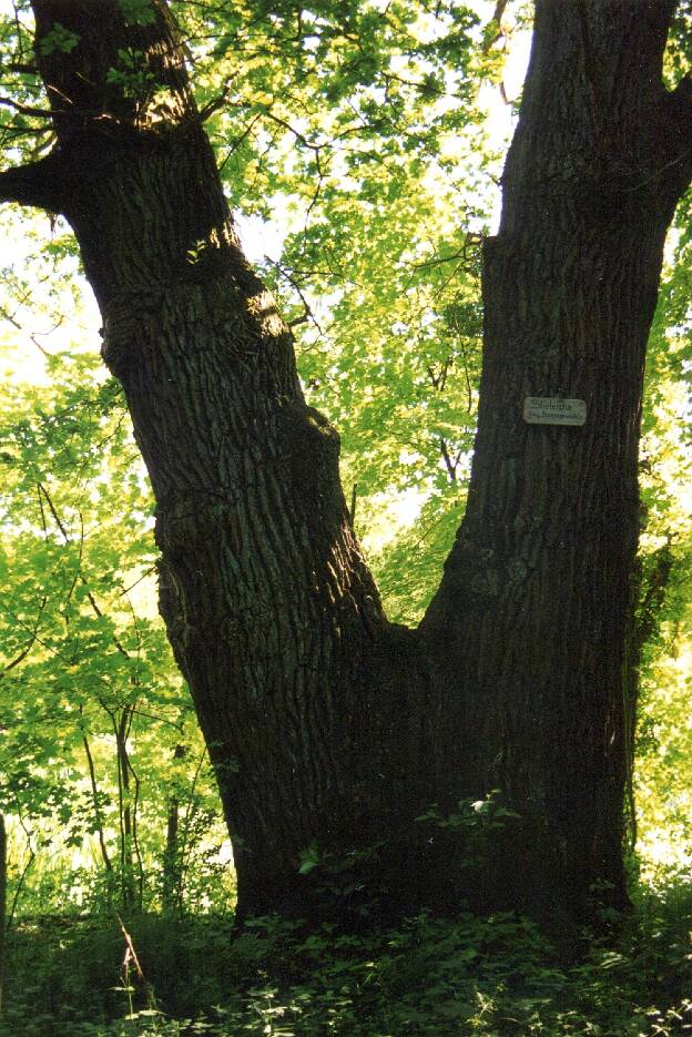 Fröhlich - Wege zu alten Bäumen - Sachsen-Anhalt - Nr 8 - Eiche bei Krüden