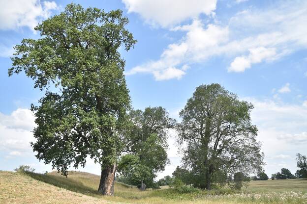 Erste Eiche am Elbdeich südlich Rosenhof, Umfang 5,84 m