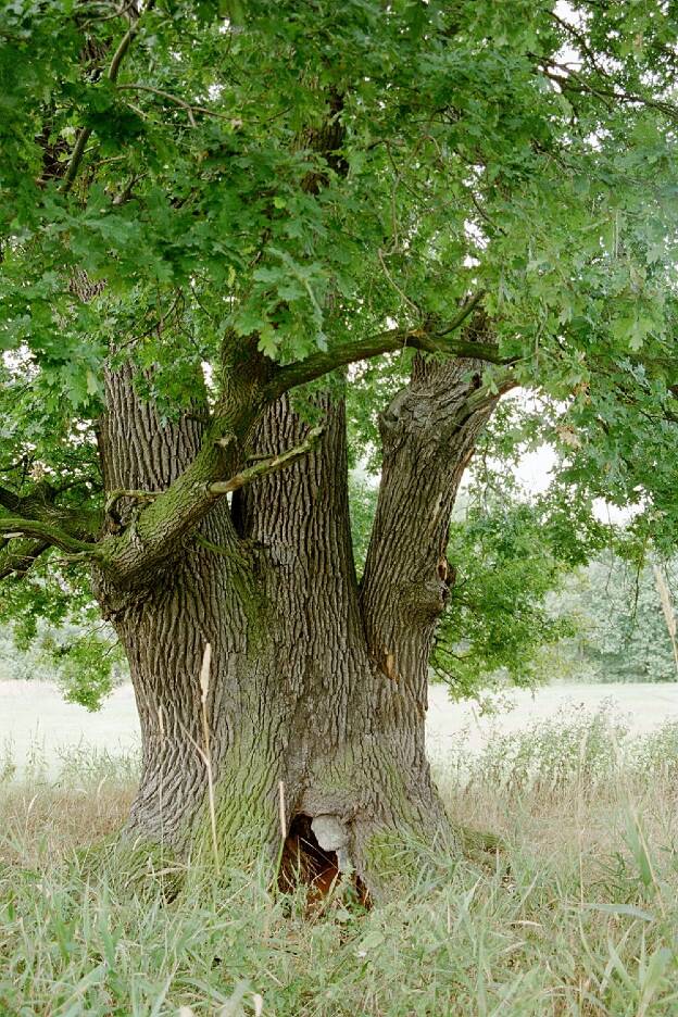 Fröhlich - Wege zu alten Bäumen - Sachsen-Anhalt - Nr 226 - Eiche bei Hemsendorf
