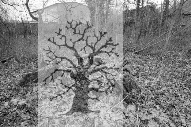 Fröhlich - Wege zu alten Bäumen - Sachsen-Anhalt - Nr 188 - † Ulme in Köthen