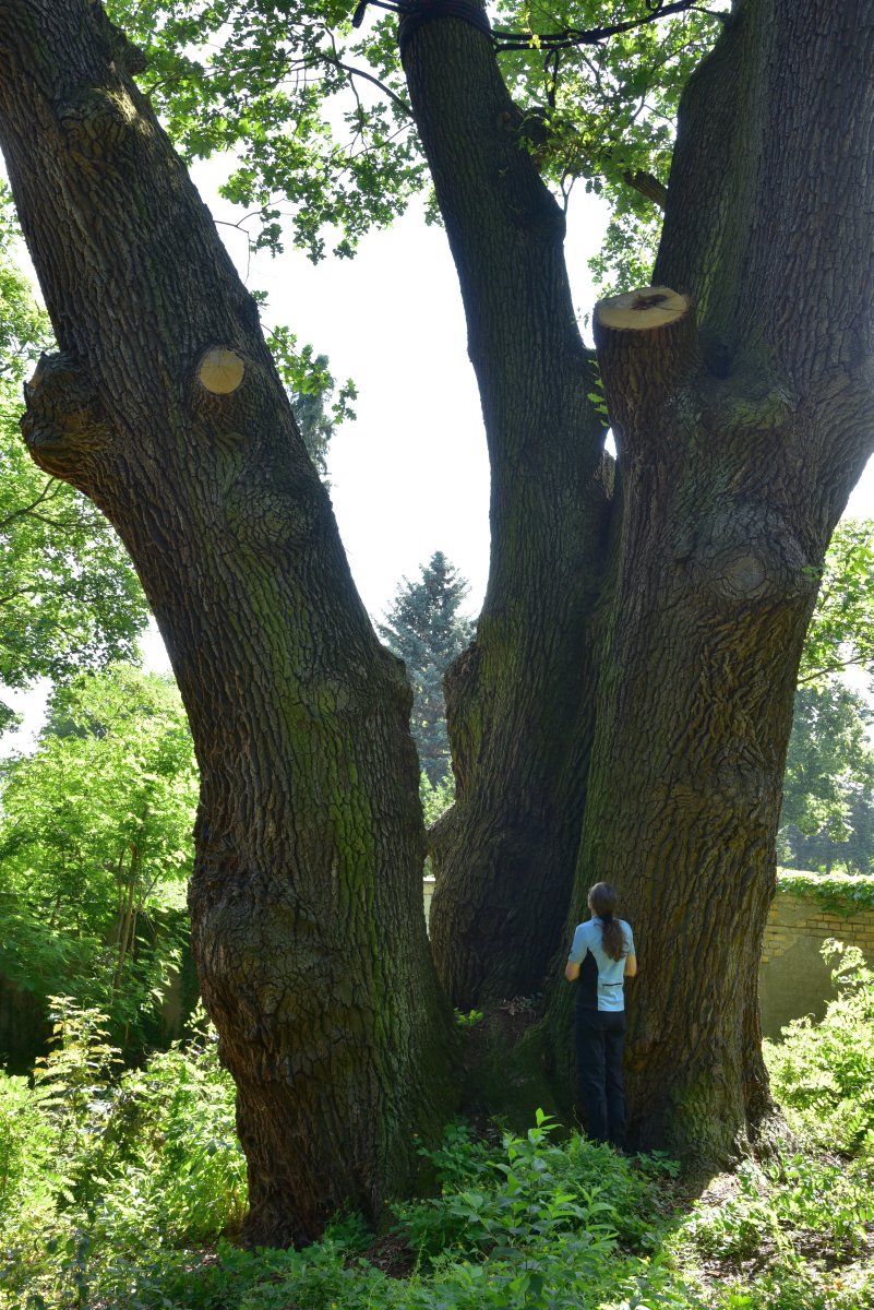 Dreistämmige Eiche am Friedhof in Baruth (Quercus robur), Umfang 11,11 m 