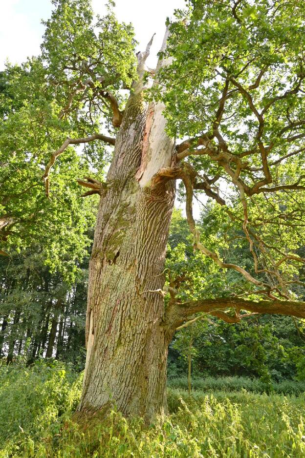 Eiche Nr. 12 im Park von Rattey, Umfang 6,02 m