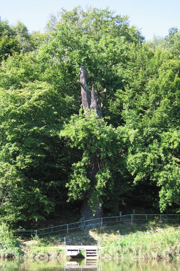 Eiche an der Fährstation bei Höfgen, Umfang 7,30 m