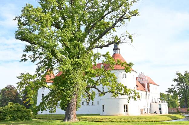 Zwillingseiche im Park von Fürstlich Drehna, Umfang 5,57 m