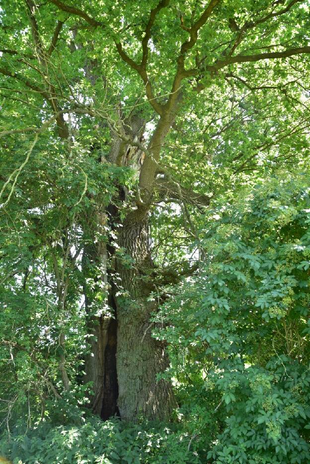 Hohle Eiche am Jägerberg bei Boissow (Quercus robur), Umfang 6,62 m 