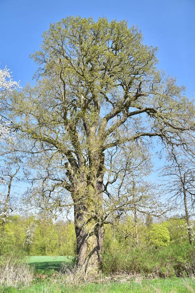Eiche im Feldgehölz bei Blumenow, Umfang 5,77 m