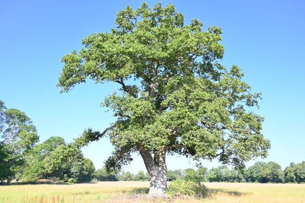 Zweite Feldeiche bei Bentwisch, Umfang 5,22 m